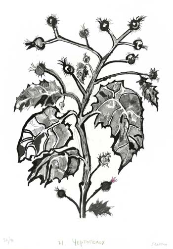 Vulcanus Atlas 64/71